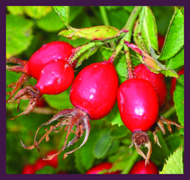 Wild Rosehip