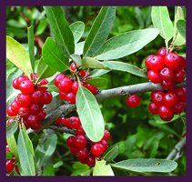 Wild Buffaloberry