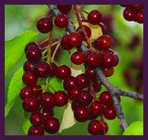 Wild Chokecherry