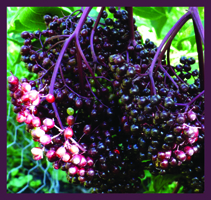 Wild Elderberry